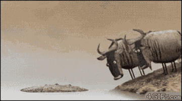 wildebeest-poke.gif