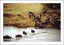 wilderbeest.jpg