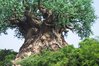 Tree9.jpg