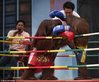 Orangutanskickboxing2.jpg