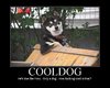 cool dog.jpg