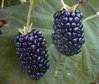 blackberry_fruit.jpg