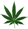 marijuana_leaf.gif