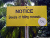 bewarw-of-falling-coconuts.jpg