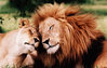 MAPENZI-2-789645.jpg MAPENZI-2-789645.jpg