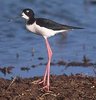 250px-Black-necked_Stilt.jpg