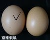 fake_chinese_eggs_07.jpg