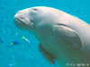 dugong04.jpg