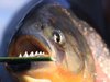 nat-geo-wild-deadly-60-argentina-piranha_36992_600x450.jpg