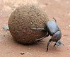 dung+beetle,+insect,+sense+of+smell.jpg