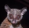 bushbaby.jpeg