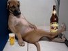 Dog with alcohol.jpg