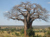 baobab-tanzania.jpg