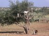 MBUZI 7.jpg