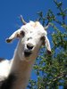 GOAT TREE.jpg GOAT TREE.jpg