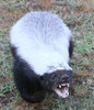 honeybadger3.jpg