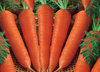 carrote.jpg