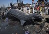 shark1.jpg shark1.jpg