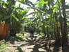 1.1310470102.in-the-banana-plantation.jpg