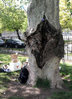 2010-04-28-vaginatree.jpg