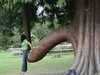 Penis_Tree_rectangle_xlarge.jpeg