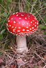 200px-Amanita_muscaria_(fly_agaric).jpg