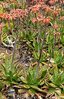 Aloe_saponaria.jpg