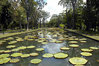 Mauritius_Pamplemousses_botanical_garden.jpg