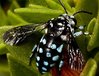 african-cuckoo-bee-neon-blue.jpg african-cuckoo-bee-neon-blue.jpg