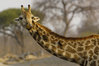 Nosey Giraffe, Africa © Oxford - Minden.jpg