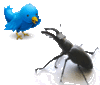twitter-bug.gif twitter-bug.gif