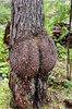 tree booty.jpg