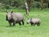 White rhino at Lerai forest-Ngorongoro Crater.JPG