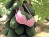 World Most Unique Papaya Ever using Bra.jpg