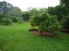 orange-tree-in-garden.jpg