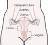 Female_reproductive_system.png