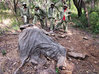 tanzania_elephants1-14545e465b1a57b62849fda2b985de5216b4e730-s2.jpg