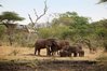 elephant-sitings-are-not-uncommon-e1333205228592.jpg