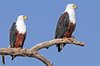 fish eagle.jpg