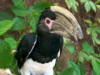 hornbil.png