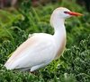 Cattle_Egret.jpg