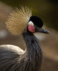 African_Crowned_Crane_bird.jpg