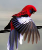 crimson-rosella.jpg