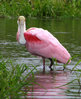 Roseate_Spoonbill_-_Myakka_River_State_Park.jpg