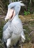 SHOEBILL.jpg