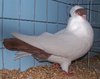 756px-Crested_helmet_pigeon.jpg