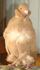 ChineseOwl01146.jpg