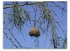 weaver_bird_nest.jpg