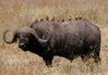African_buffalo_Syncerus_caffer_retouched.jpg