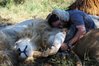 TheLionRangerAllEps_09-580x388.jpg